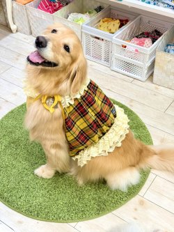 画像3: イエロータータン☆ガーリービスチェ・９号