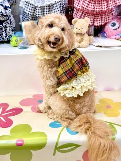 画像8: イエロータータン☆ガーリービスチェ・９号