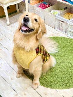 画像9: イエロータータン☆タンク・７号