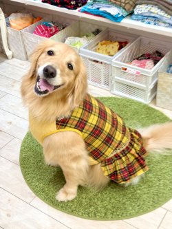 画像11: イエロータータン☆フェミニンワンピ・６号