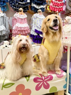 画像12: イエロータータン☆フェミニンワンピ・６号