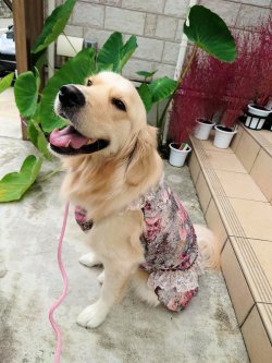 画像9: ツーウェイ☆ガーデンテラス柄ガーリーワンピ（ブラウン）・８号