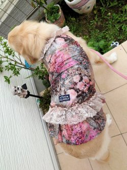 画像12: ツーウェイ☆ガーデンテラス柄ガーリーワンピ（ブラウン）・８号