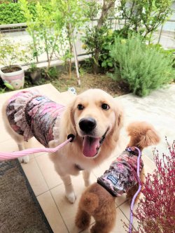 画像11: ツーウェイ☆ガーデンテラス柄ガーリーワンピ（ブラウン）・８号