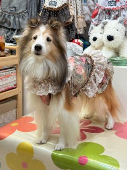 画像6: ツーウェイ☆ガーデンテラス柄ガーリーワンピ（ブラウン）・８号