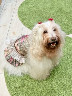 画像7: ツーウェイ☆ガーデンテラス柄ガーリーワンピ（ブラウン）・８号