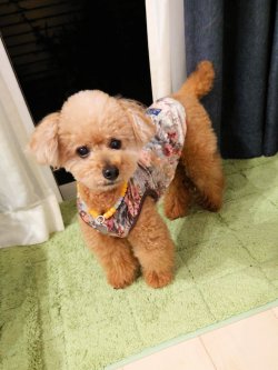 画像13: ツーウェイ☆ガーデンテラス柄ガーリーワンピ（ブラウン）・８号