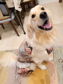 画像8: ツーウェイ☆ガーデンテラス柄ガーリーワンピ（ブラウン）・８号