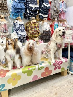 画像14: ツーウェイ☆ガーデンテラス柄ガーリーワンピ（ブラウン）・８号