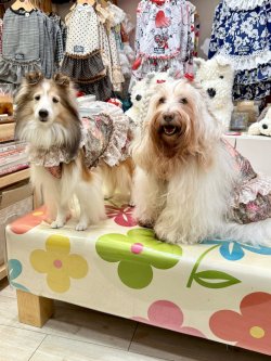 画像5: ツーウェイ☆ガーデンテラス柄ガーリーワンピ（ブラウン）・８号