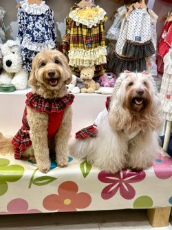 画像4: レッドタータン☆共布２段ガーリーワンピ・１号