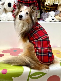 画像3: レッドタータン☆タンク・１０号