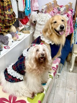 画像9: ネイビータータン☆レース付きガーリーワンピ・２号