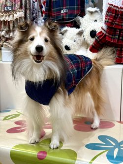 画像5: ネイビータータン☆タンク・４号