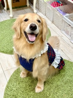 画像5: ネイビータータン☆レース付きガーリーワンピ・２号