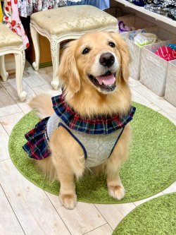 画像5: アランキルトニット☆タータンフリルワンピ（グレー）・１号