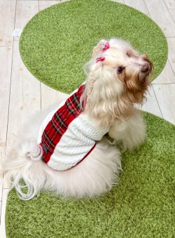 画像6: アランキルトニット☆タータンラインタンク（ホワイト）・１号