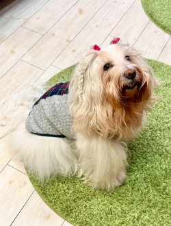 画像7: アランキルトニット☆タータンラインタンク（グレー）・１号