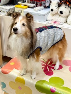 画像2: アランキルトニット☆タータンラインタンク（グレー）・１号