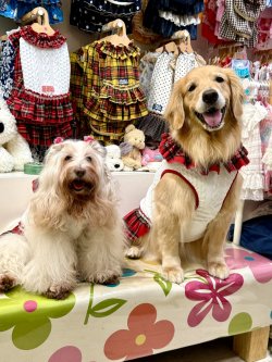 画像5: アランキルトニット☆タータンフリルワンピ（ホワイト）・６号