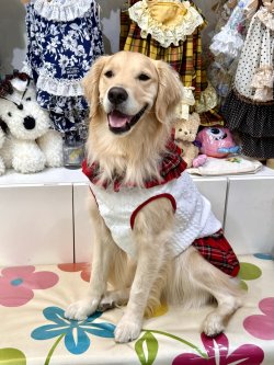 画像4: アランキルトニット☆タータンフリルワンピ（ホワイト）・６号