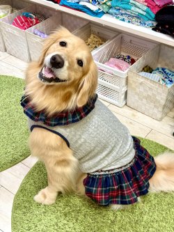 画像7: アランキルトニット☆タータンフリルワンピ（グレー）・１号