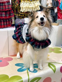 画像2: アランキルトニット☆タータンフリルワンピ（グレー）・１号