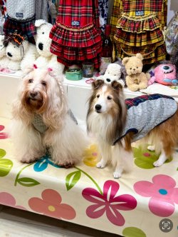 画像5: アランキルトニット☆タータンラインタンク（グレー）・１号