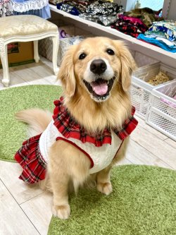 画像6: アランキルトニット☆タータンフリルワンピ（ホワイト）・６号