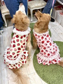 画像12: フワフワいちご柄フランネル☆ガーリーワンピ(ホワイト)・９号