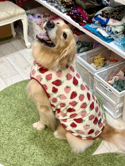 画像6: フワフワいちご柄フランネルタンク(ホワイト)・４号