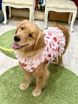 画像6: フワフワいちご柄フランネルビスチェ(ピンク)・８号