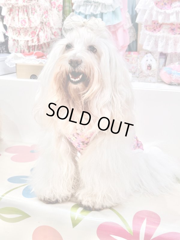 画像7: ツーウェイ☆ビオラ柄タンク・５号