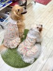 画像9: カラミドビー☆フルールフェミニンワンピ(オレンジ)・０号