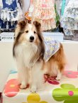 画像2: カラミドビー☆フルールタンク(ミックス)・３号