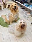画像4: カラミドビー☆フルールビスチェ(ミックス)・６号