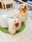 画像6: カラミドビー☆フルールワンピ(ミックス)・６号