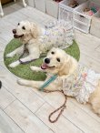 画像9: カラミドビー☆フルールワンピ(ミックス)・６号