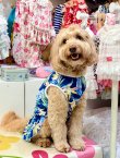 画像6: ライトツーウェイ☆ストレリチア柄フェミニンワンピ（ブルー）・２号