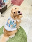 画像4: ライトツーウェイ☆ストレリチア柄ビスチェ（アイボリー）・６号