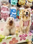 画像11: レースコットン☆ギンガム柄ガーリーワンピ（レッド）・７号