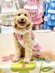 画像7: レースコットン☆ギンガム柄スーパーガーリーワンピ（レッド）・７号
