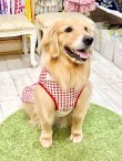 画像8: レースコットン☆ギンガム柄フェミニンワンピ（レッド）・７号