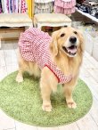 画像9: レースコットン☆ギンガム柄フェミニンワンピ（レッド）・７号