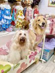 画像12: レースコットン☆ギンガム柄ガーリーワンピ（レッド）・７号