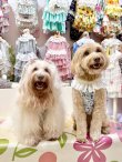 画像8: プチフルール柄キュートビスチェ（ブルー）・６号