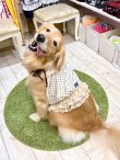 画像3: ツーウェイ☆ショコラドット柄ガーリービスチェ・８号