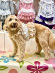 画像9: ツーウェイ☆ショコラドット柄ガーリービスチェ・８号