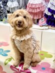 画像7: ツーウェイ☆ショコラドット柄ガーリービスチェ・８号