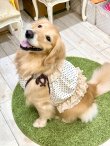 画像4: ツーウェイ☆ショコラドット柄ガーリービスチェ・８号